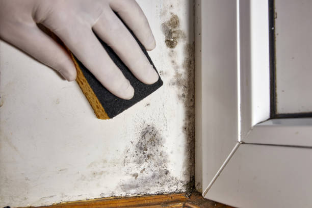 Best Mold Odor Removal Services  in Worthington, MN